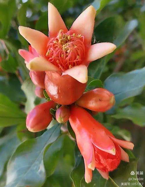 百花姿采（二） 婀娜花卉三十韵，你识得几多种？