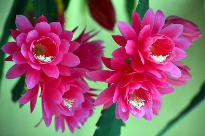 婀娜孔雀兰，花开如屏令人醉