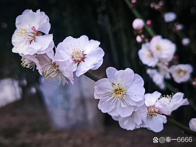 婀娜花卉 花影摇曳处，芳华自在心