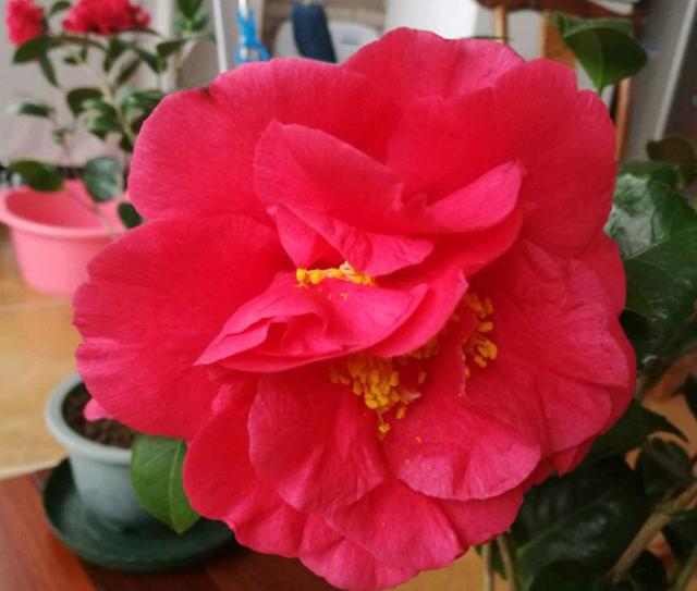 茶花美人 花大香浓、形似牡丹，正值花期，如美人般婀娜