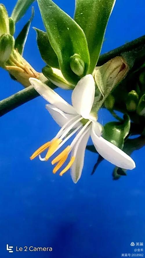 曼妙婀娜吊兰花