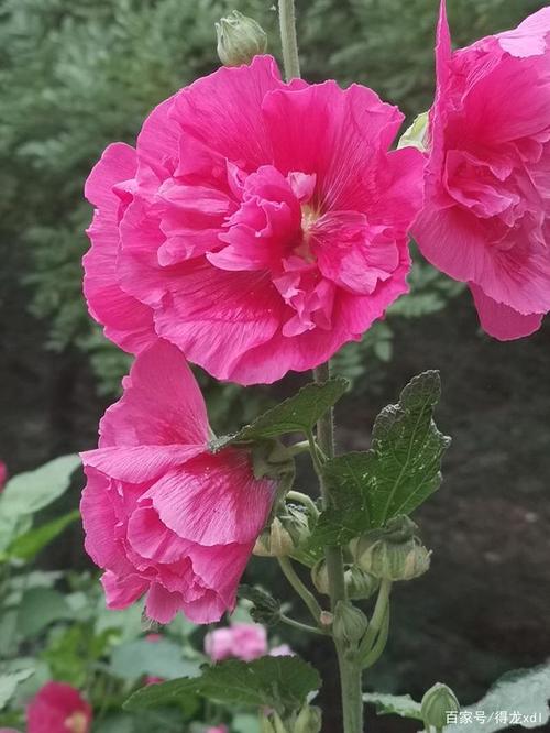 蜀葵婀娜绚丽姿,枝干繁盛夏艳奇