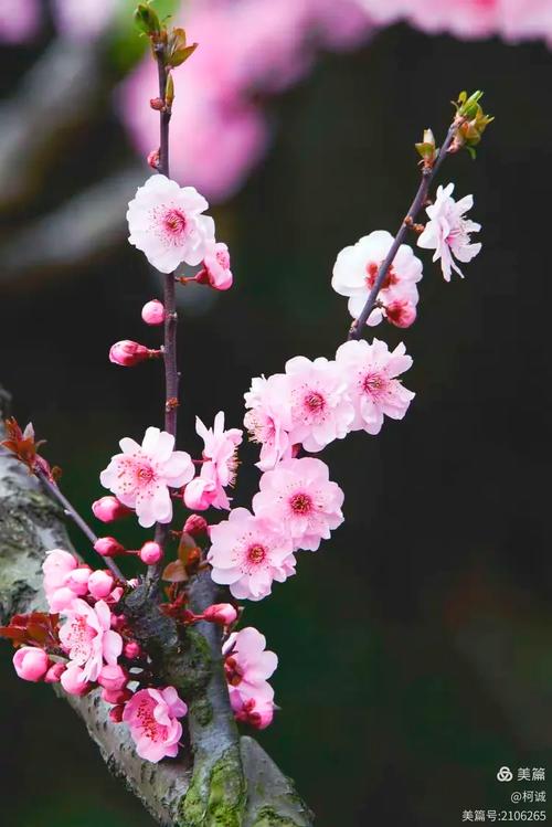 我的2018花卉